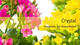  Presentation with flower - PPT theme featuring helth - beautiful flower of kalanchoe macro background and a  colored foreground
