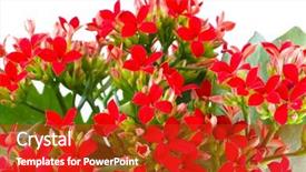  Presentation with beautiful floral border flower design - PPT theme enhanced with helth - beautiful flower of kalanchoe macro background and a  colored foreground