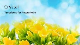  Presentation with flower - Beautiful presentation featuring helth - beautiful flower of kalanchoe macro backdrop and a  colored foreground