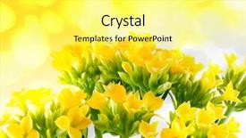  Presentation with flower - Presentation theme with helth - beautiful flower of kalanchoe macro background and a  colored foreground