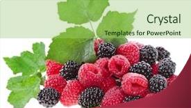  Presentation with blackberry - Amazing slides having helthy - blackberry dewberry with raspberry isolated backdrop and a yellow colored foreground