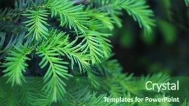  Presentation with pine - Slides enhanced with hemlock pine bush branches background and a forest green colored foreground