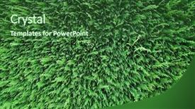  Presentation with abstract gardens - Theme enhanced with branch tree bald cypress - conifer hedge abstract background and a forest green colored foreground