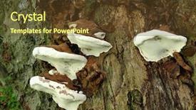  Presentation with mushroom - Amazing PPT theme having dryad - mushroom backdrop and a tawny brown colored foreground