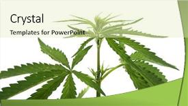  Presentation with hemp - Amazing PPT theme having  backdrop and a  colored foreground