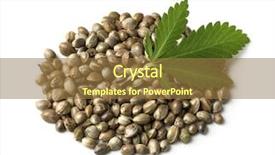  Presentation with hemp - Slide set having hemp seeds with a green background and a coral colored foreground