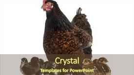  Presentation with chicks - PPT theme with hen and her chicks background and a tawny brown colored foreground