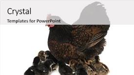  Presentation with chicks - Cool new PPT theme with hen and her chicks backdrop and a white colored foreground