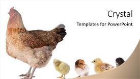  Presentation with hen - Presentation theme consisting of hen chicken background and a white colored foreground