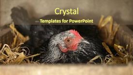  Presentation with carton for eggs - PPT layouts consisting of hen hatching eggs in nest background and a violet colored foreground