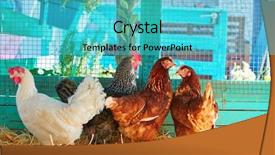  Presentation with hen - Cool new presentation theme with hen house with straw turquoise backdrop and a cyan colored foreground