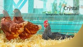  Presentation with hen - Cool new PPT theme with hen house with straw turquoise backdrop and a arctic colored foreground