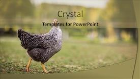  Presentation with hen - Beautiful theme featuring hen-in-a-farmyard-gallus backdrop and a yellow colored foreground