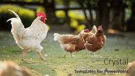  Presentation with farmyard - Presentation theme consisting of hen-in-a-farmyard-gallus background and a mint green colored foreground