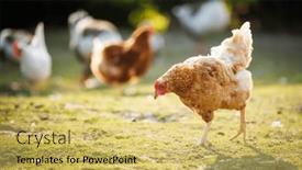  Presentation with farmyard - Presentation design with hen-in-a-farmyard-gallus background and a yellow colored foreground