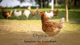  Presentation with farmyard - Slide deck featuring hen-in-a-farmyard-gallus background and a gold colored foreground