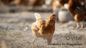  Presentation with farmyard - Slides consisting of hen-in-a-farmyard-gallus background and a coral colored foreground
