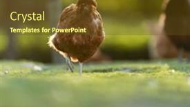  Presentation with farmyard - Theme with hen-in-a-farmyard-gallus background and a  colored foreground