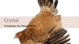 Presentation with posture - Theme with hen in defensive posture against white background background and a gold colored foreground