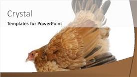  Presentation with posture - Presentation theme with hen in defensive posture against white background background and a white colored foreground