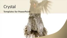  Presentation with hen - PPT theme enhanced with  background and a  colored foreground