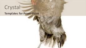  Presentation with hen - Presentation theme featuring hen-in-front background and a coral colored foreground