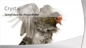  Presentation with hen - Audience pleasing presentation theme consisting of hen-in-front backdrop and a white colored foreground