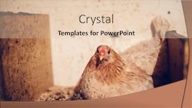  Presentation with hen - PPT theme with hen-laying-eggs background and a lemonade colored foreground
