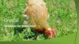  Presentation with hen - Audience pleasing slide set consisting of hen pecking in the meadow serbia backdrop and a tawny brown colored foreground