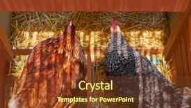  Presentation with hen - Slides enhanced with hen poultry house nest background and a tawny brown colored foreground