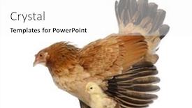  Presentation with hen - Cool new presentation theme with hen protecting its chick against white background backdrop and a white colored foreground