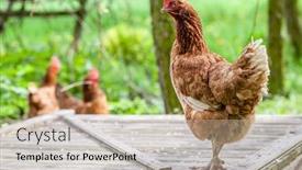  Presentation with hen - Slide set having hen walking freely - a household in poland background and a mint green colored foreground