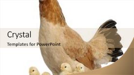  Presentation with hen - Cool new presentation with hen with its chicks backdrop and a coral colored foreground