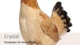  Presentation with chicks - PPT layouts having hen with its chicks background and a coral colored foreground