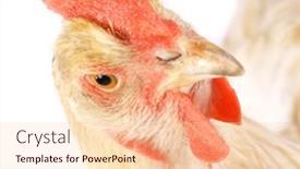  Presentation with hen - 