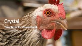  Presentation with hen - Beautiful presentation theme featuring hen backdrop and a  colored foreground