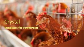  Presentation with cage - Cool new slides with hens at the farm in the cage backdrop and a tawny brown colored foreground