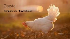  Presentation with farmyard - Presentation theme consisting of hens-in-a-farmyard-gallus background and a coral colored foreground
