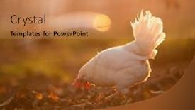 Presentation with farmyard - Beautiful slide set featuring hens-in-a-farmyard-gallus backdrop and a coral colored foreground