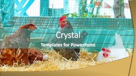 Presentation with hen - Slides featuring hens in a poultry hen background and a teal colored foreground