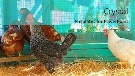  Presentation with poultry broiler - Amazing slides having hens in a poultry hen backdrop and a cyan colored foreground