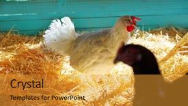  Presentation with hen - Theme consisting of hens in a poultry hen background and a gold colored foreground