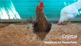  Presentation with hen - Beautiful PPT theme featuring hens in a poultry hen backdrop and a coral colored foreground