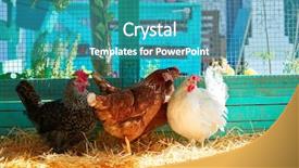  Presentation with hen - Colorful theme enhanced with hens in a poultry hen backdrop and a teal colored foreground