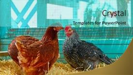  Presentation with hen - PPT theme having hens in a poultry hen background and a seafoam green colored foreground