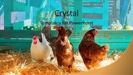  Presentation with hen - Audience pleasing slides consisting of hens in a poultry hen backdrop and a teal colored foreground