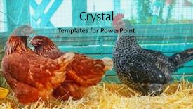  Presentation with hen - Theme featuring hens in a poultry hen background and a seafoam green colored foreground