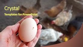  Presentation with organic - Presentation theme consisting of egg with flock of hen background and a tawny brown colored foreground