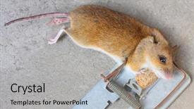  Presentation with cheese - Slide set featuring her cheese in the trap background and a light gray colored foreground