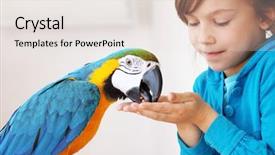  Presentation with parrot - Presentation design consisting of her domestic ara parrot background and a lemonade colored foreground